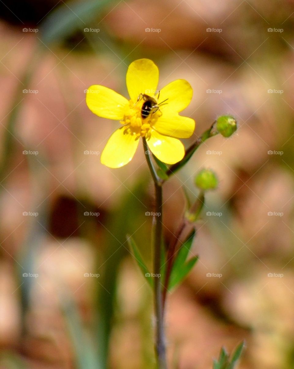 Buttercup Bug