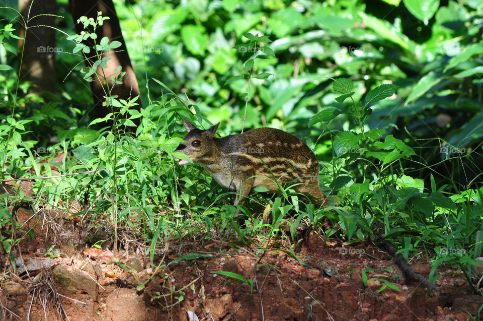 "spotted this rare guy in my garden" 😄
sri lankan chevrotain
#trangulus meeminna