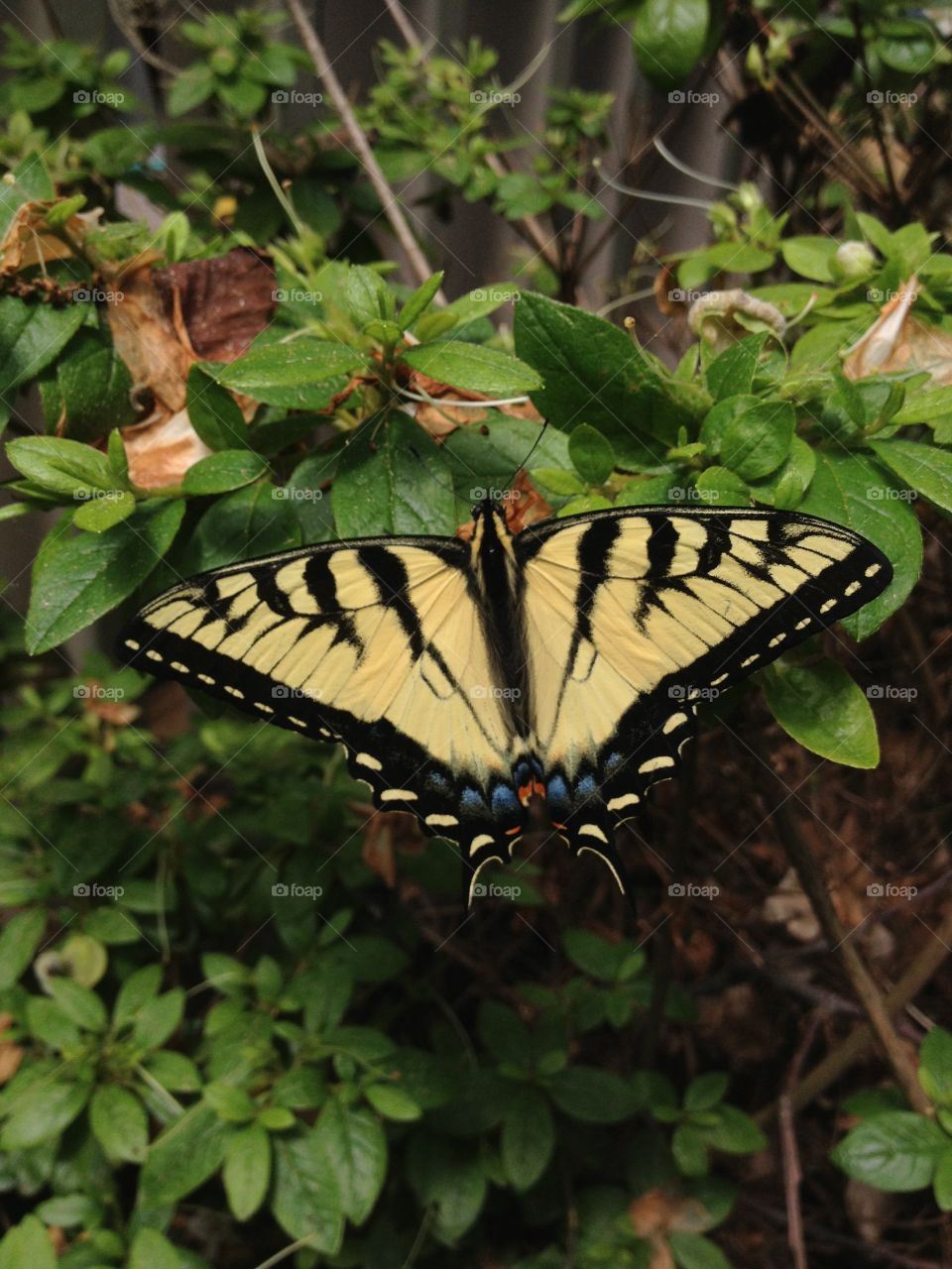Swallowtail . Butterfly