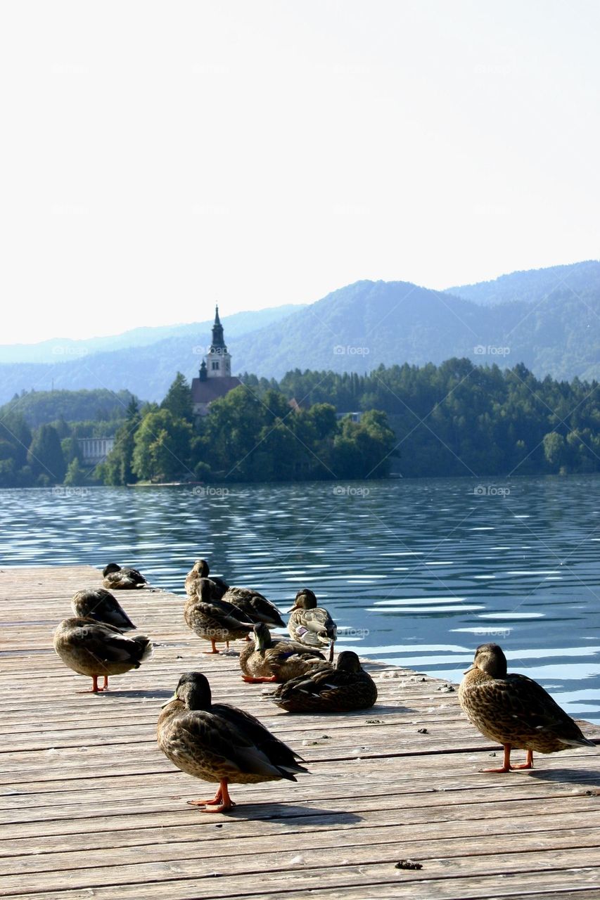 Ducks enjoy the warm sun on the dock