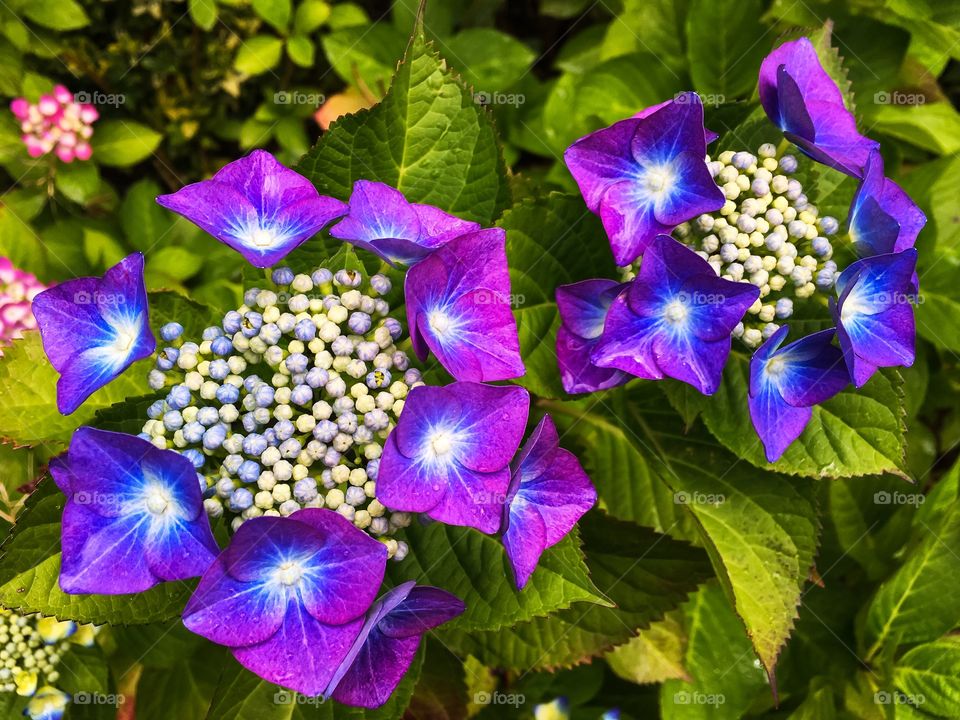 Close up of blue and purple hydrangea(hortensia) flowers.