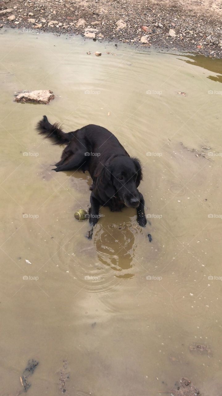 Flatcoat retriever wallowing in a puddle 