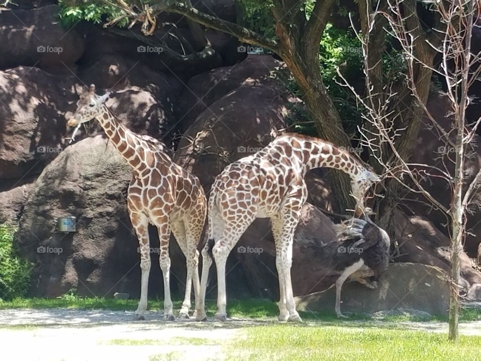 giraffes