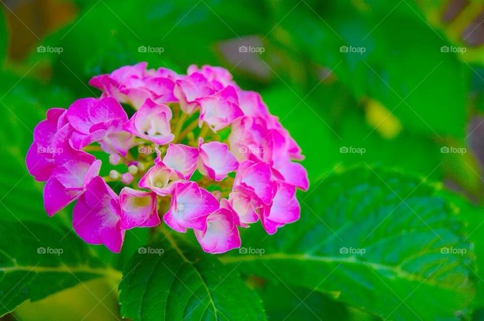 Beautiful flower