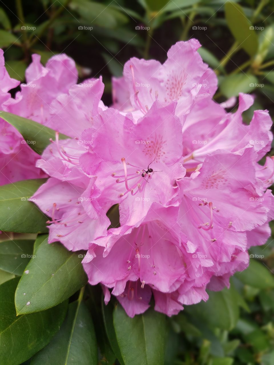 Ant on rhododendron