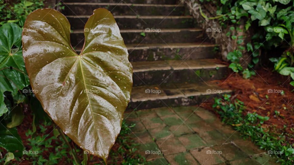 Sweet heart from the jungle
Anthurium andraeanum or Flamengo plant.
The stunning flowers of the Anthurium andraeanum cause these houseplants to be popular. Its names include a painter’s palette and laceleaf.