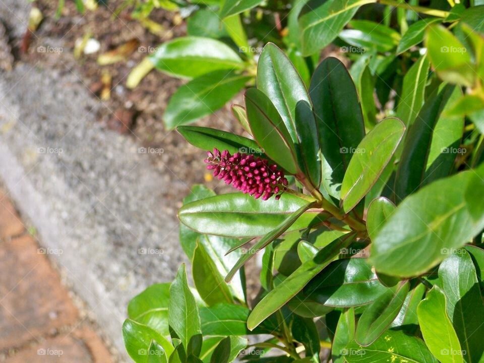 New Zealand flower