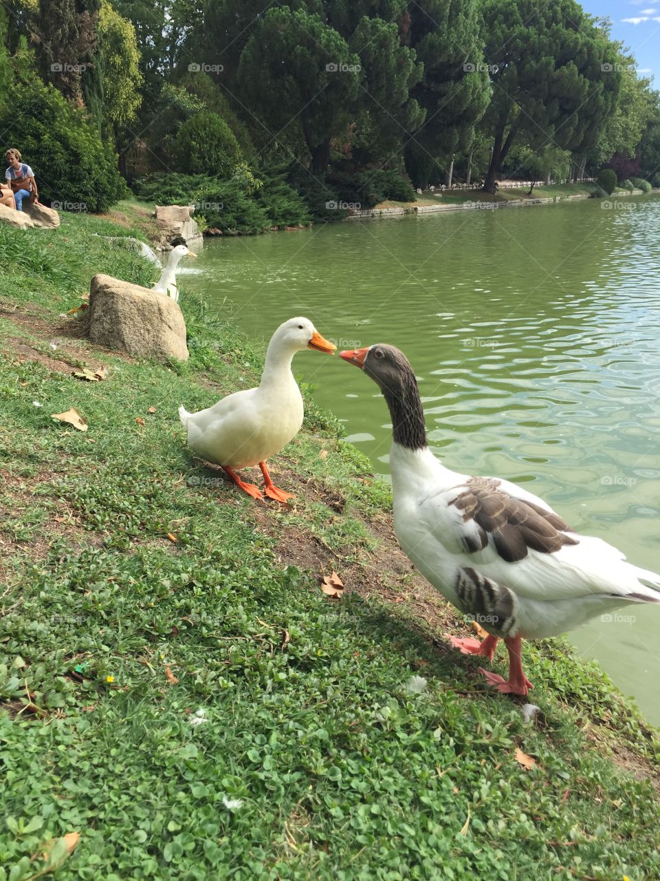 Two duck kissing