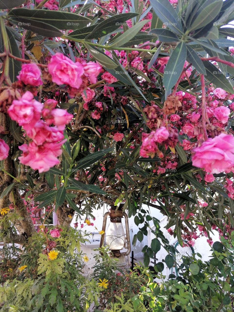 Pink Flowers at spring
