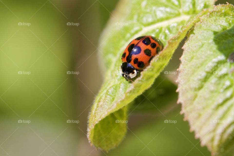 Close-up of ladybug on leaf