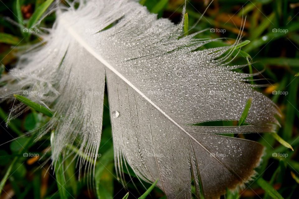 Water drop on bird feathers