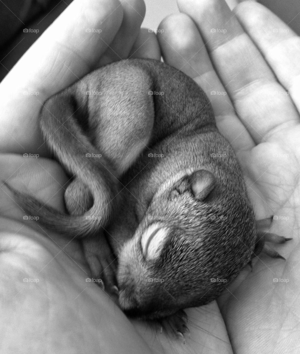 Red Squirrel baby