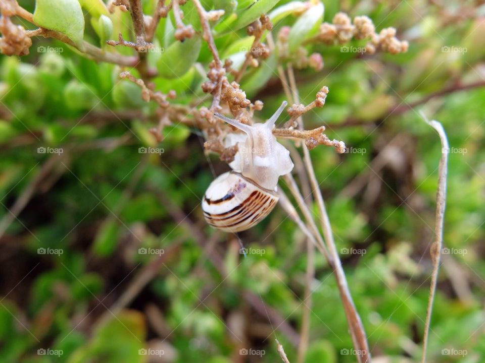 Snail on a branch
