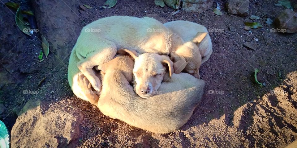 #just a click #puppies #cuteness #sleeping #nappytime #doglovers