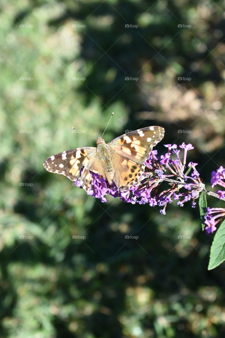 Butterfly on a purple butterfly bush.