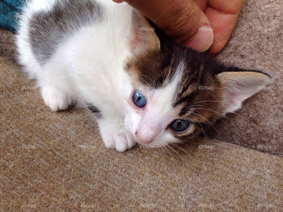 Person''s hand stroking kitten