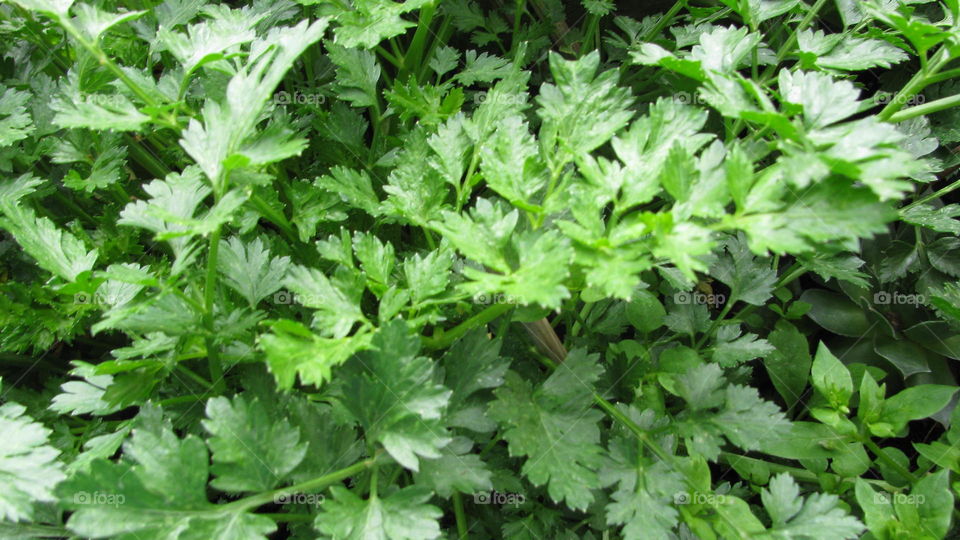 The Parsley