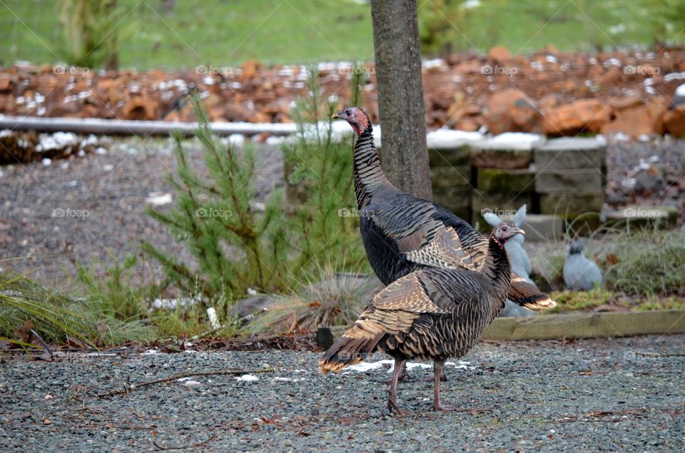 Close-up of wild Turkey birds