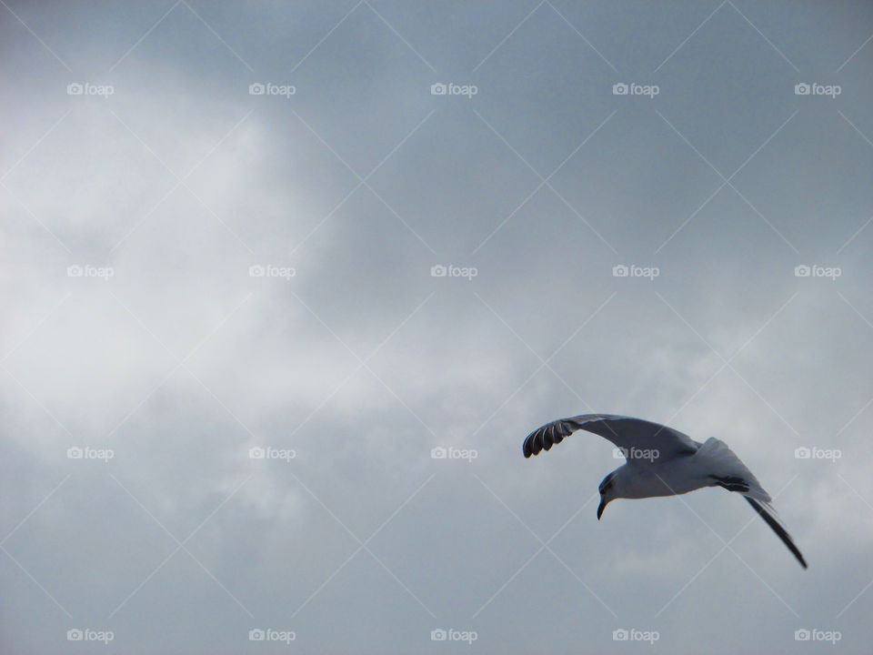 Seagull through the clouds