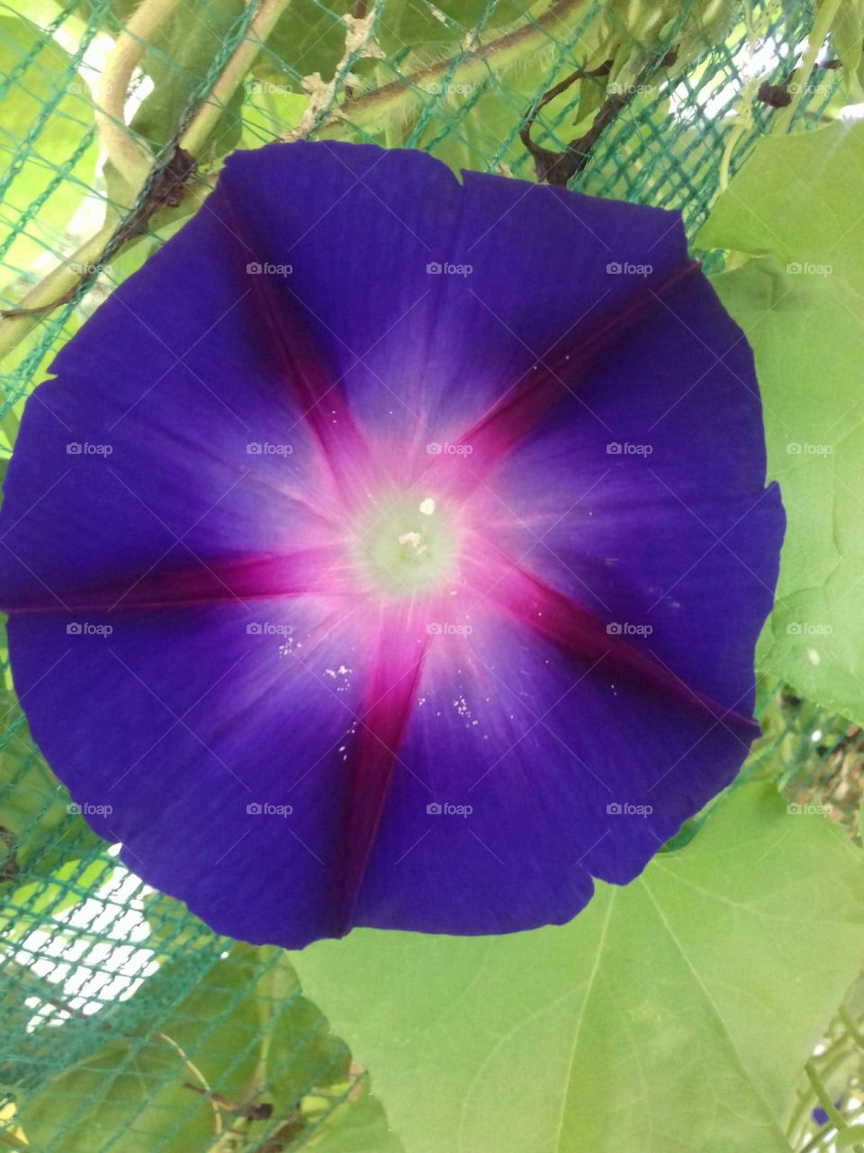 violet ipomea morning glory flower