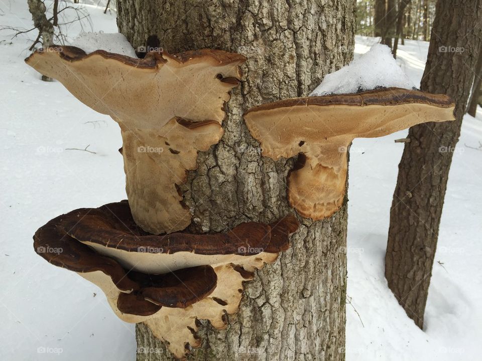 Mushrooms on a tree in the winter