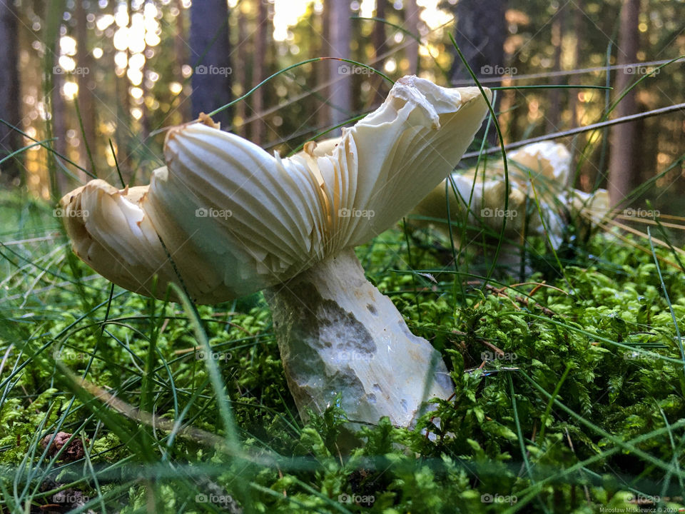 Muschrooms