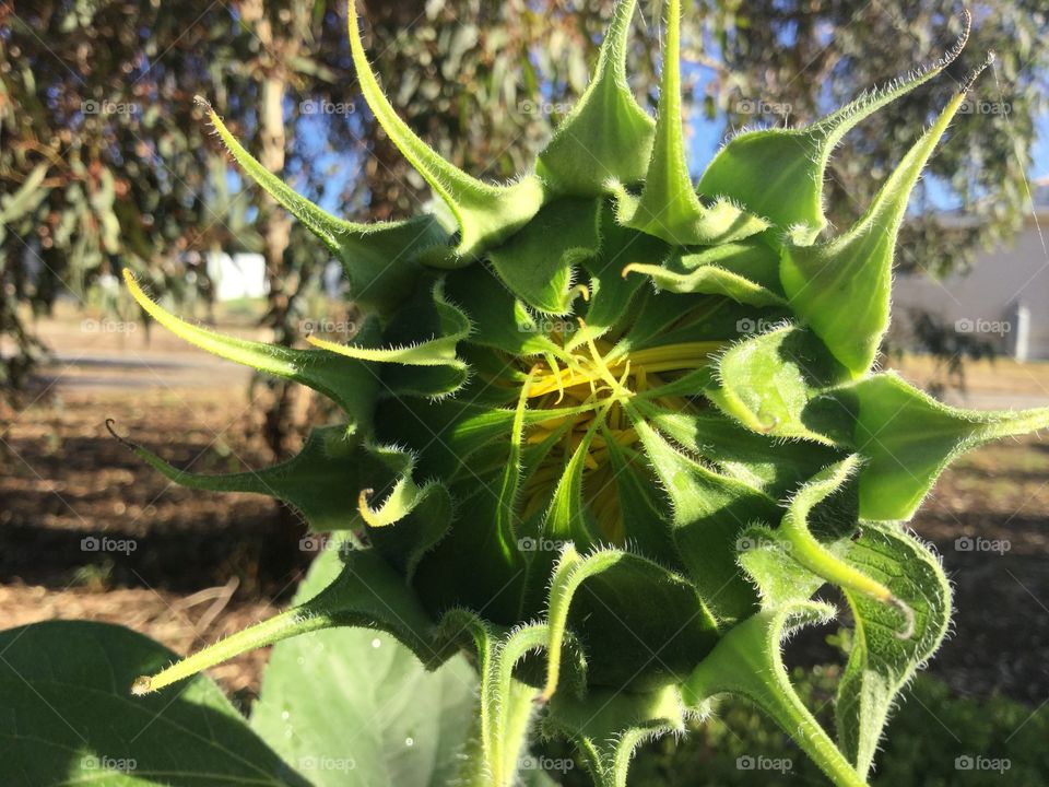 Sunflower opening