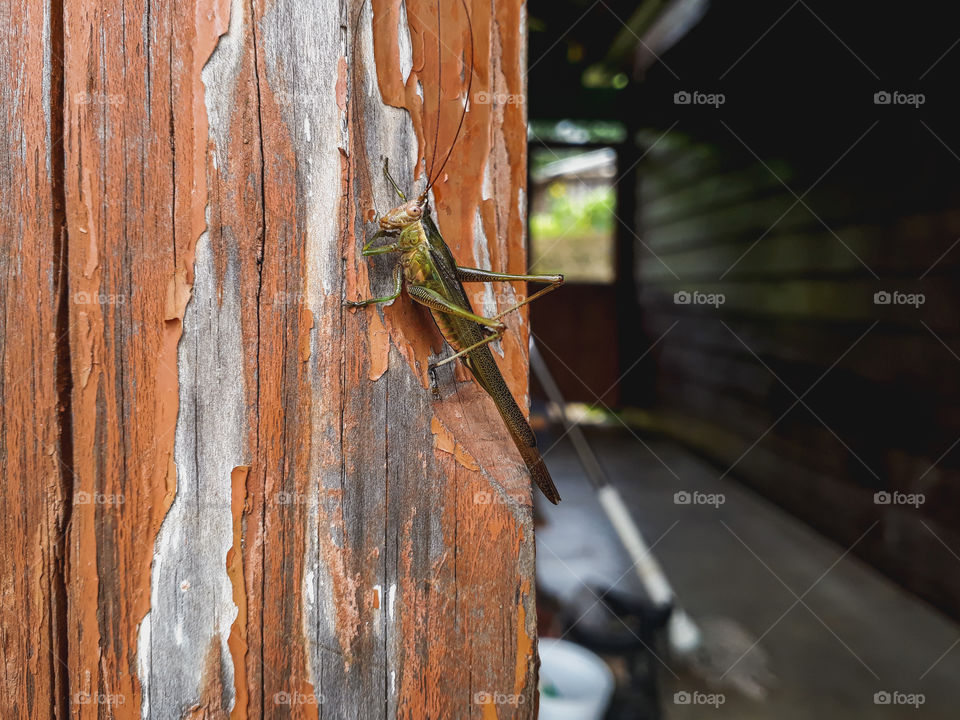 A selective focus shot of a grasshopper