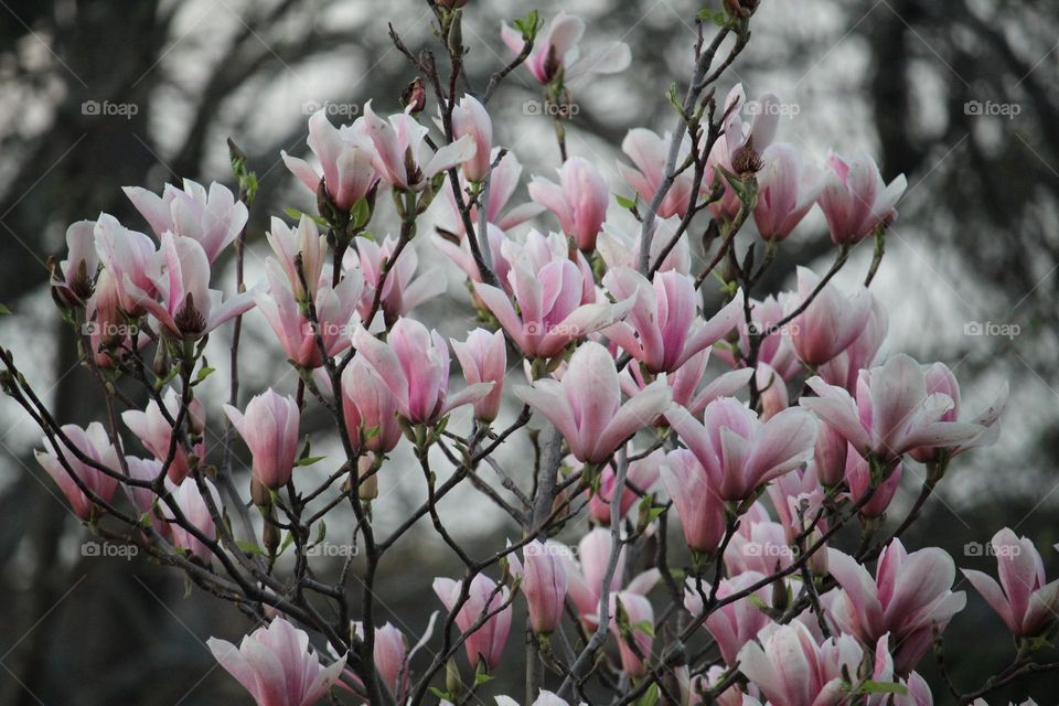 Magnolia flowers