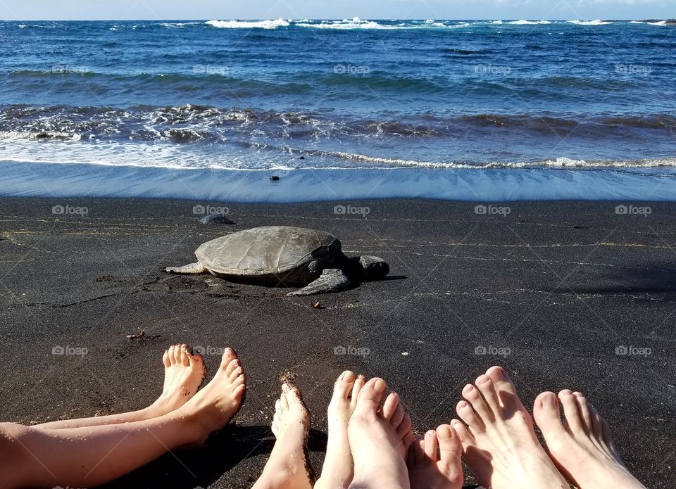 Endless summer
sea turtle at Punalu'u black sand beach, hawaii