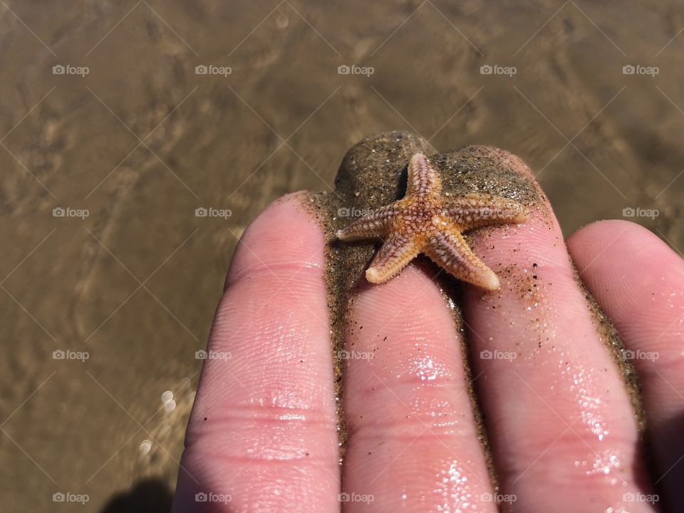 Starfish 