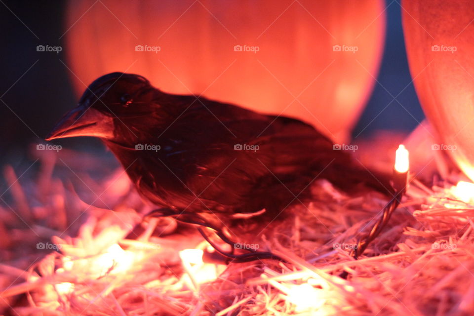 Spooky Halloween Raven scheming by a pumpkin 