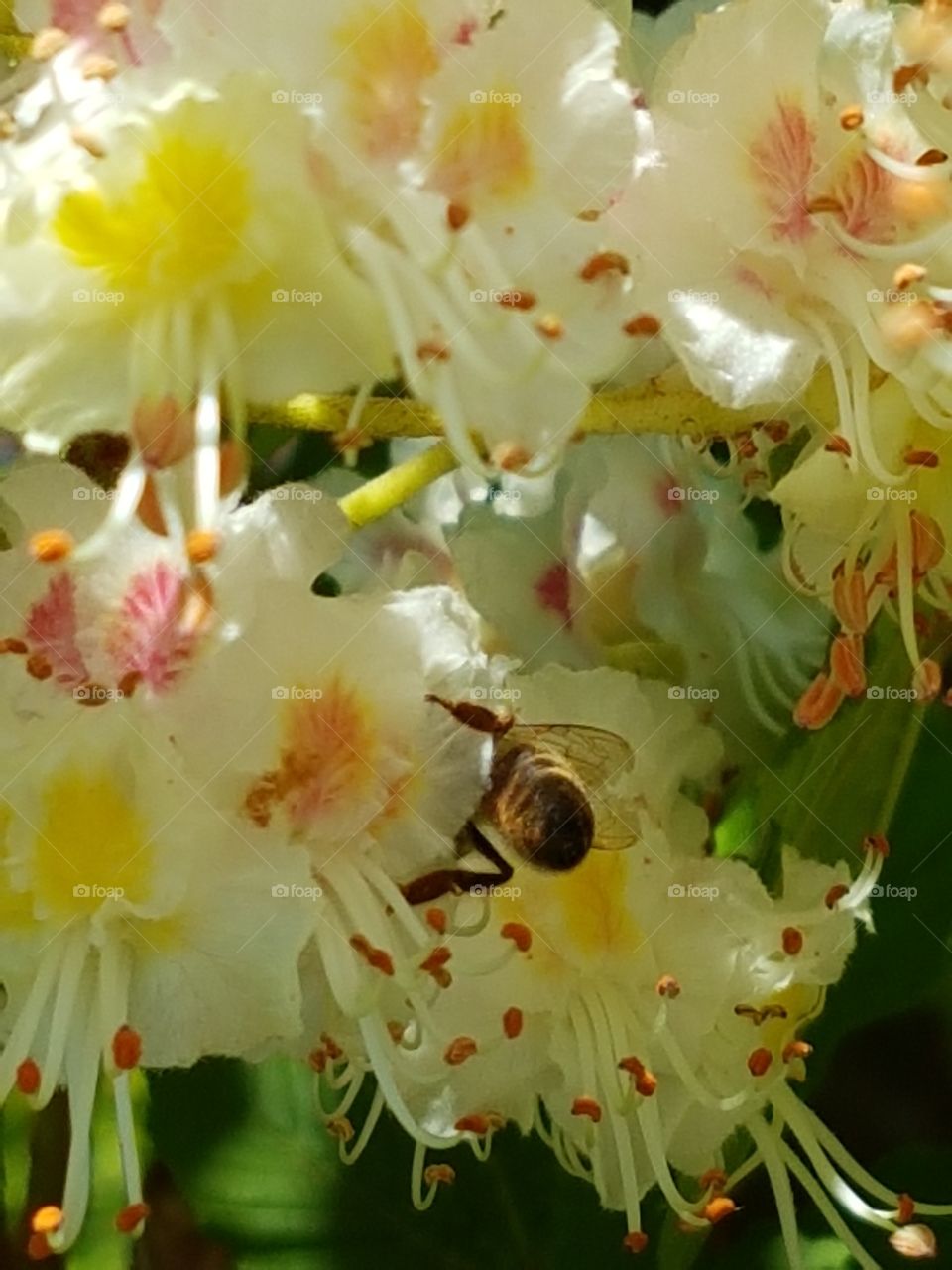 kastanienblüte mit biene