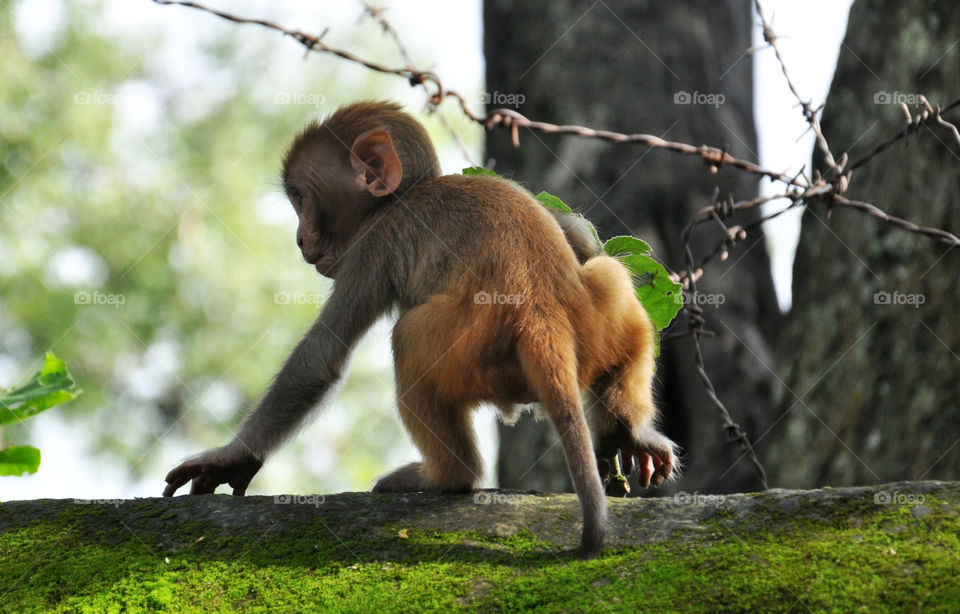 Baby monkey in Kathmandu