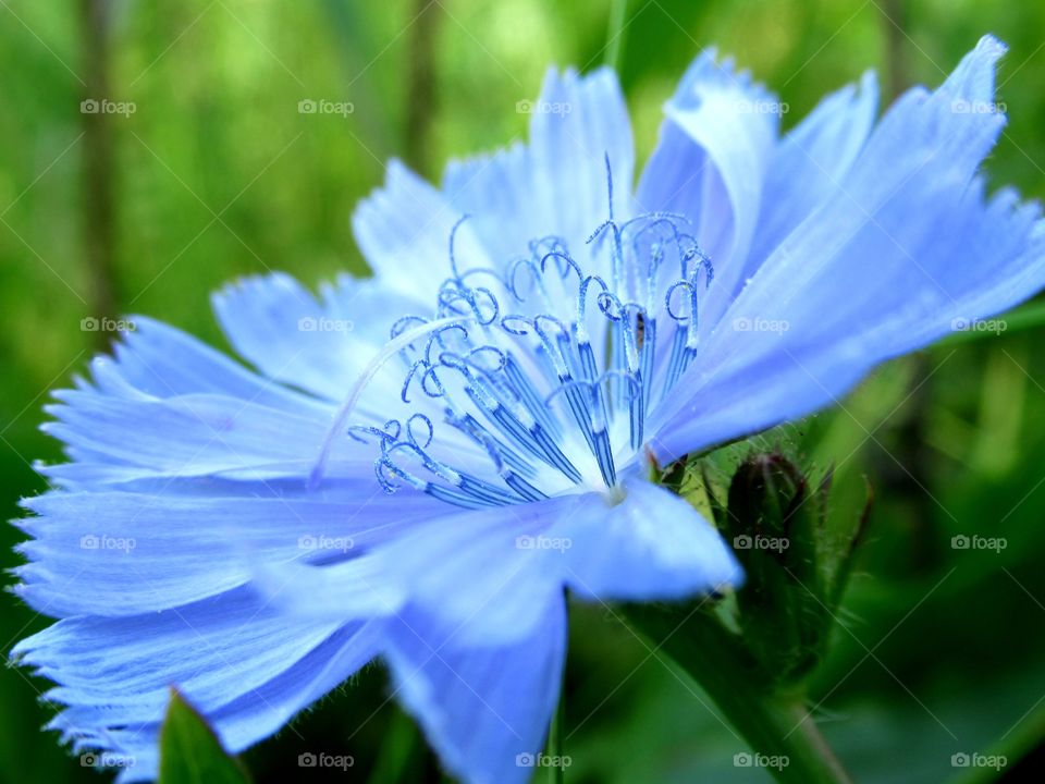 Ornamental chicory - a species of perennial herbaceous plants from the genus Chicory of the Astrov family. Common chicory is very widespread as a weed plant. It is easily recognizable by inflorescences-baskets, which consist only of reed blue flowe