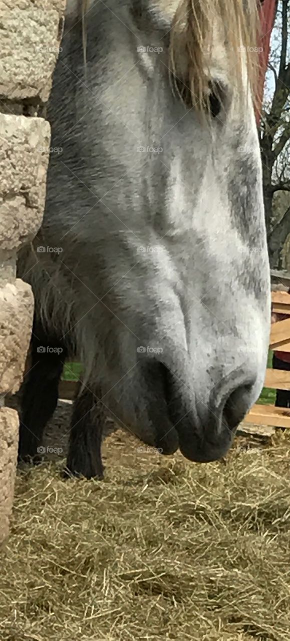 Horse closeup 