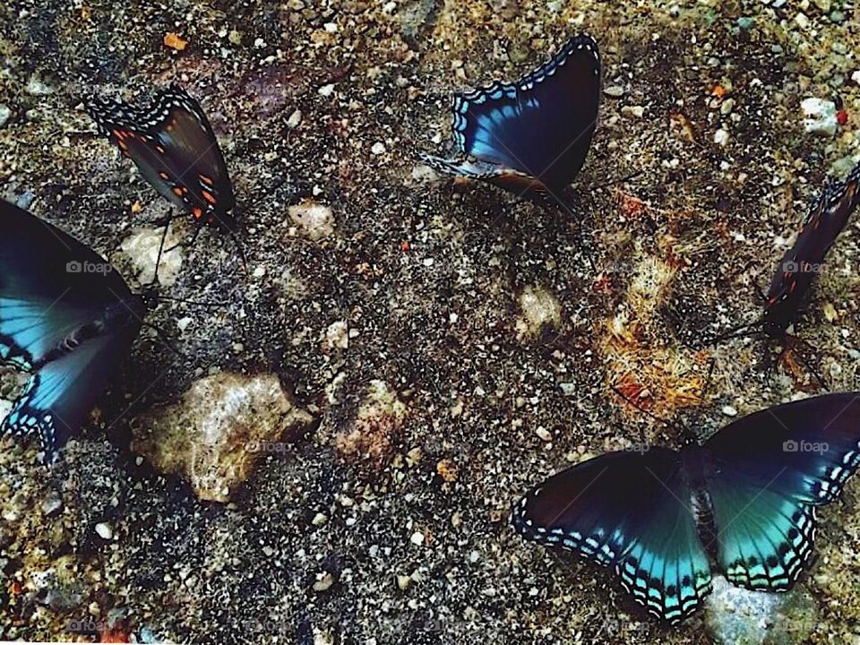 Butterfly in the sky
I can go twice as high