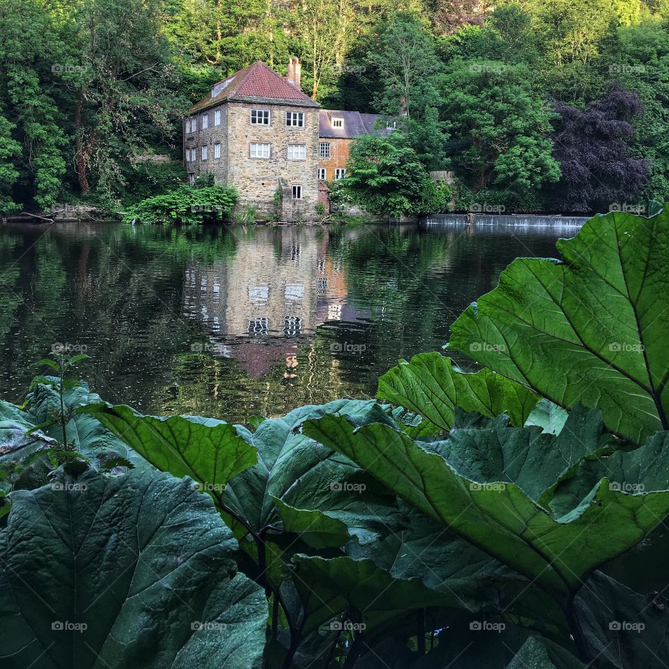 Glorious Mother Nature in the City 🍃💚