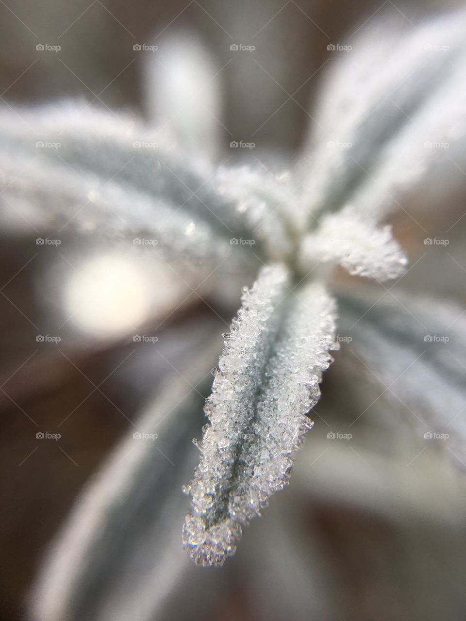 December morning frost in CT