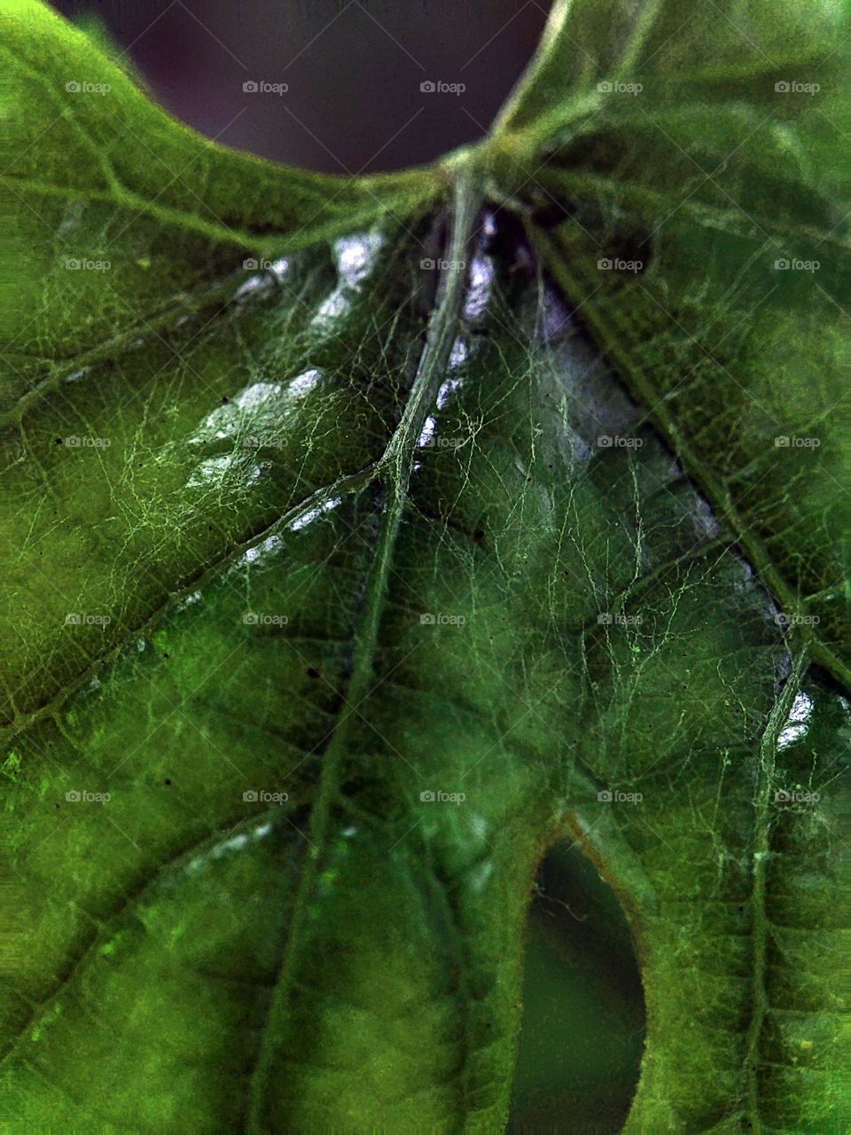 Macro photo of a summer plants
