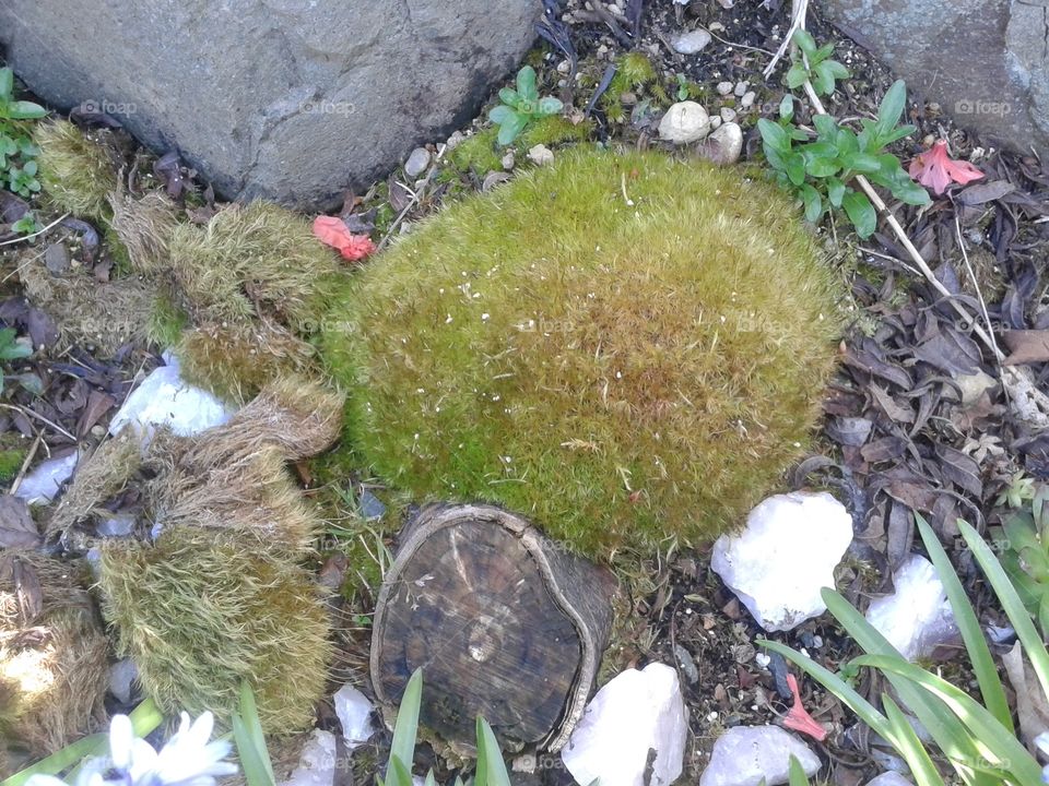 Mossy Rock. garden photos I found interesting enuf to share with others.