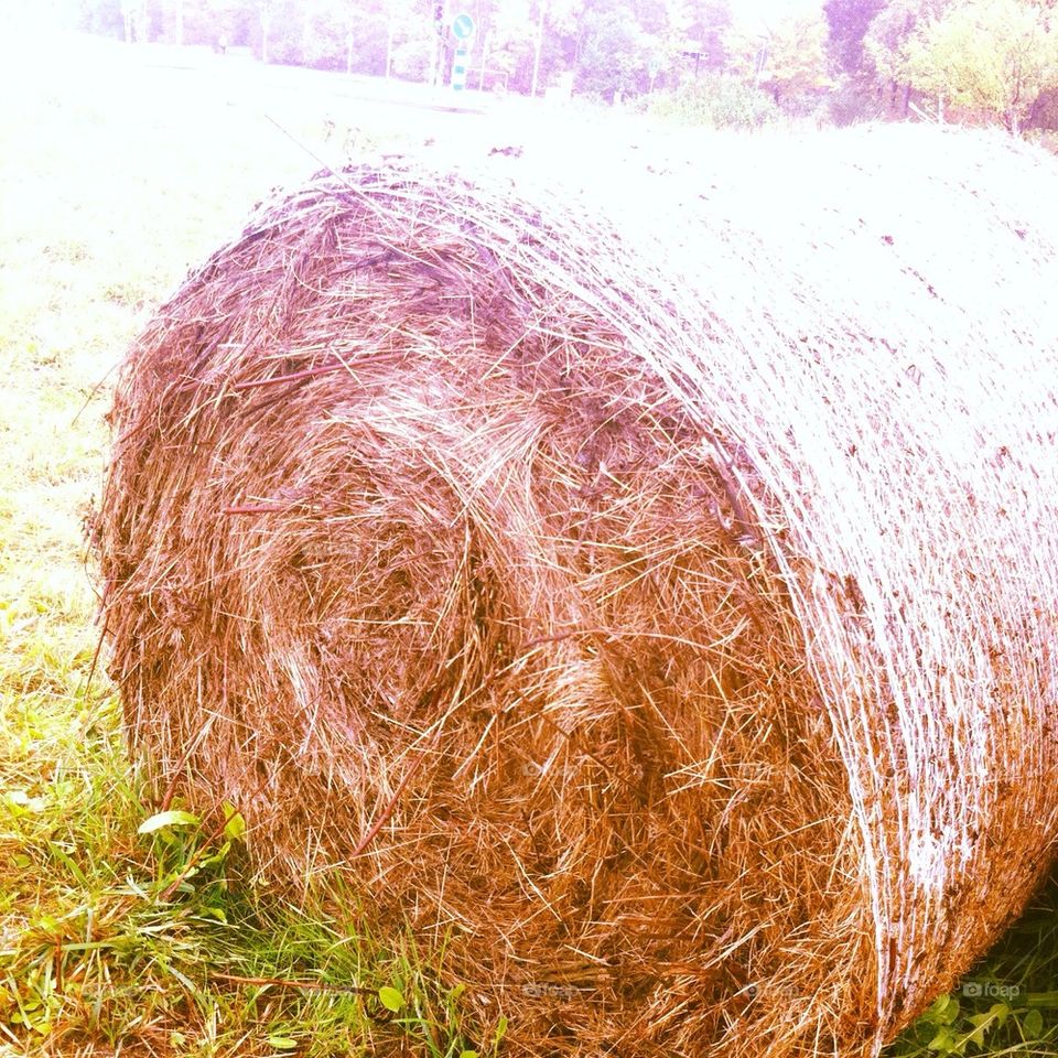 Hay stack