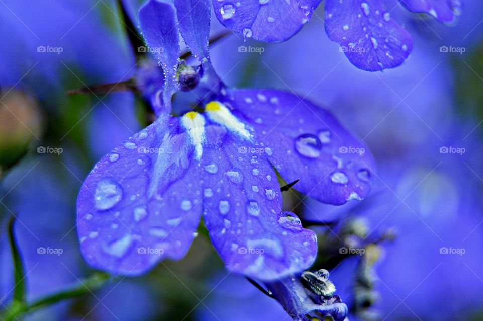 Close-up of lobelia flower