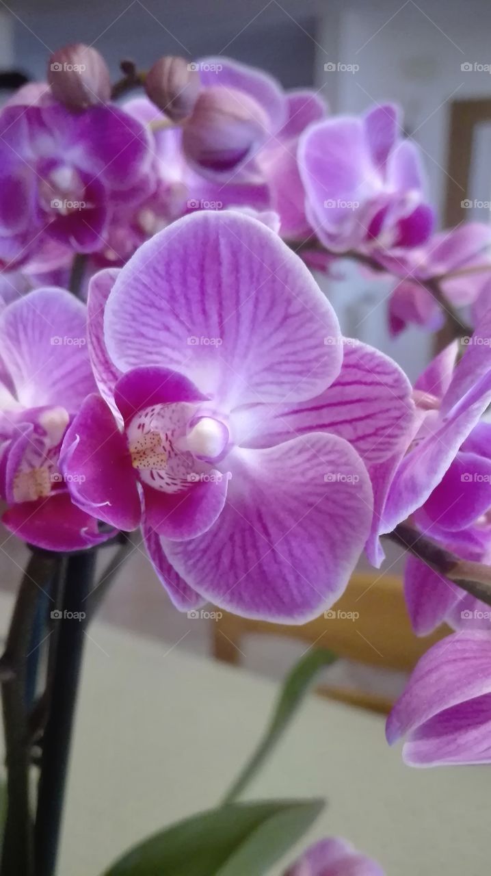 orchidee