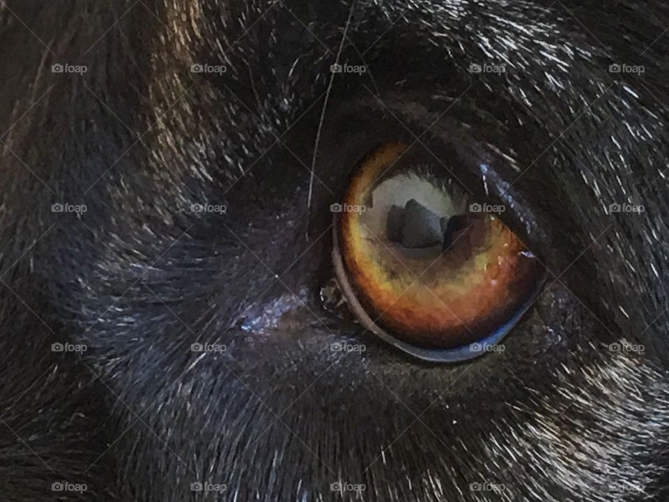 Border collie sheep dog left eye closeup