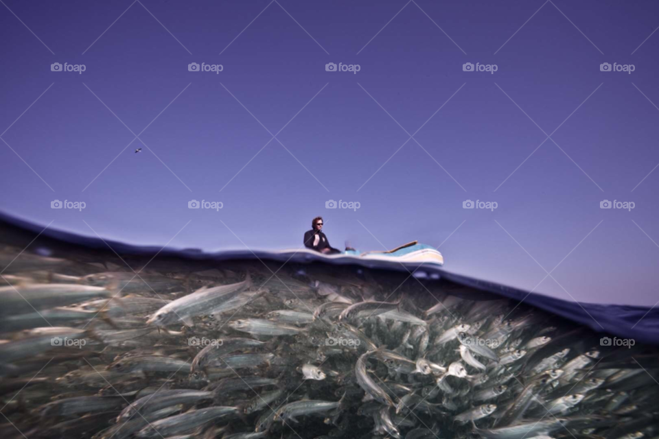 hunting feeding underwater dolphins by paulcowell