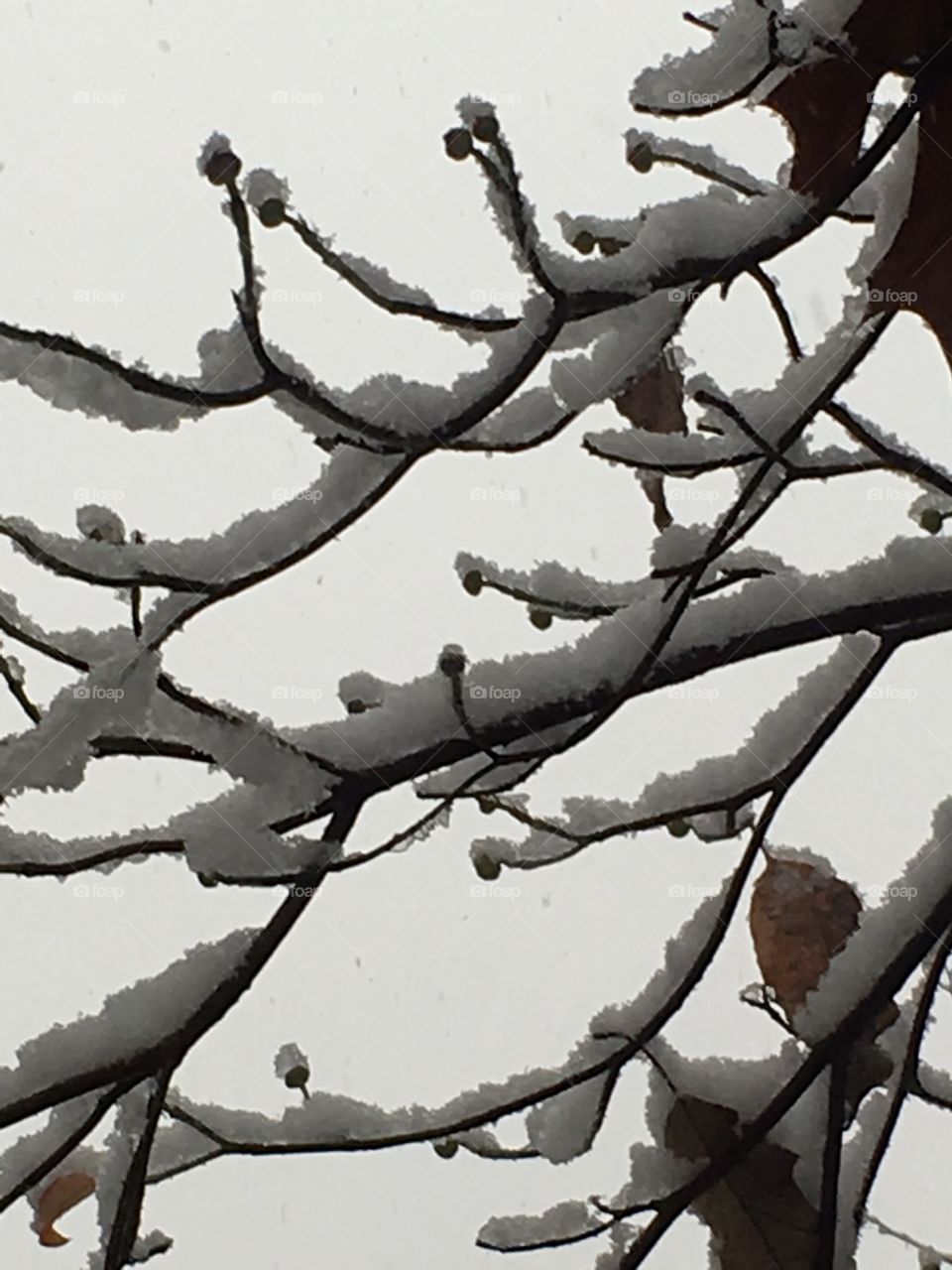 Rare Atlanta Georgia December snowfall