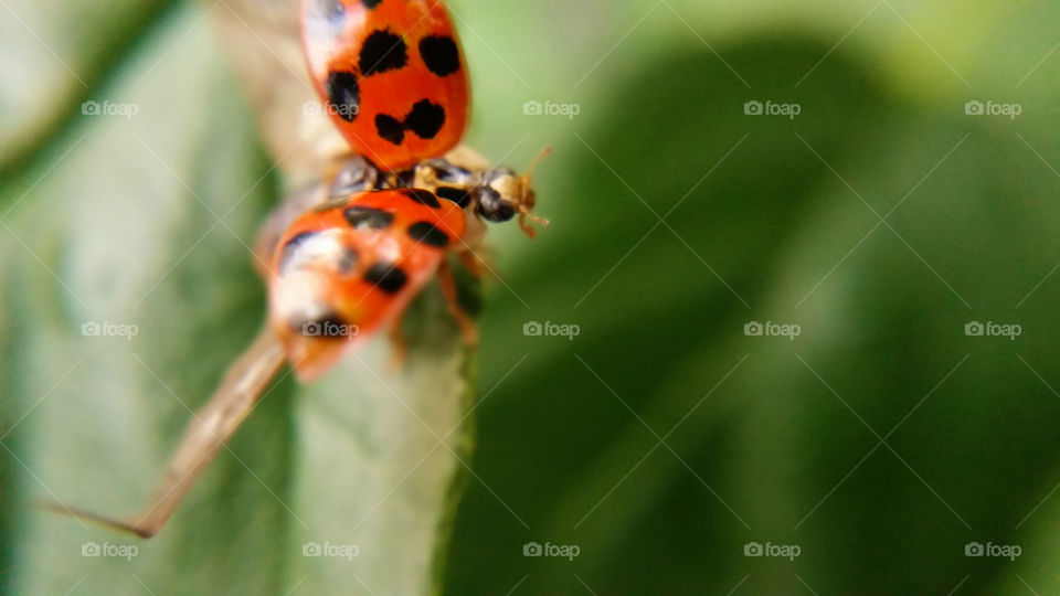 Insect, Nature, No Person, Ladybug, Wildlife