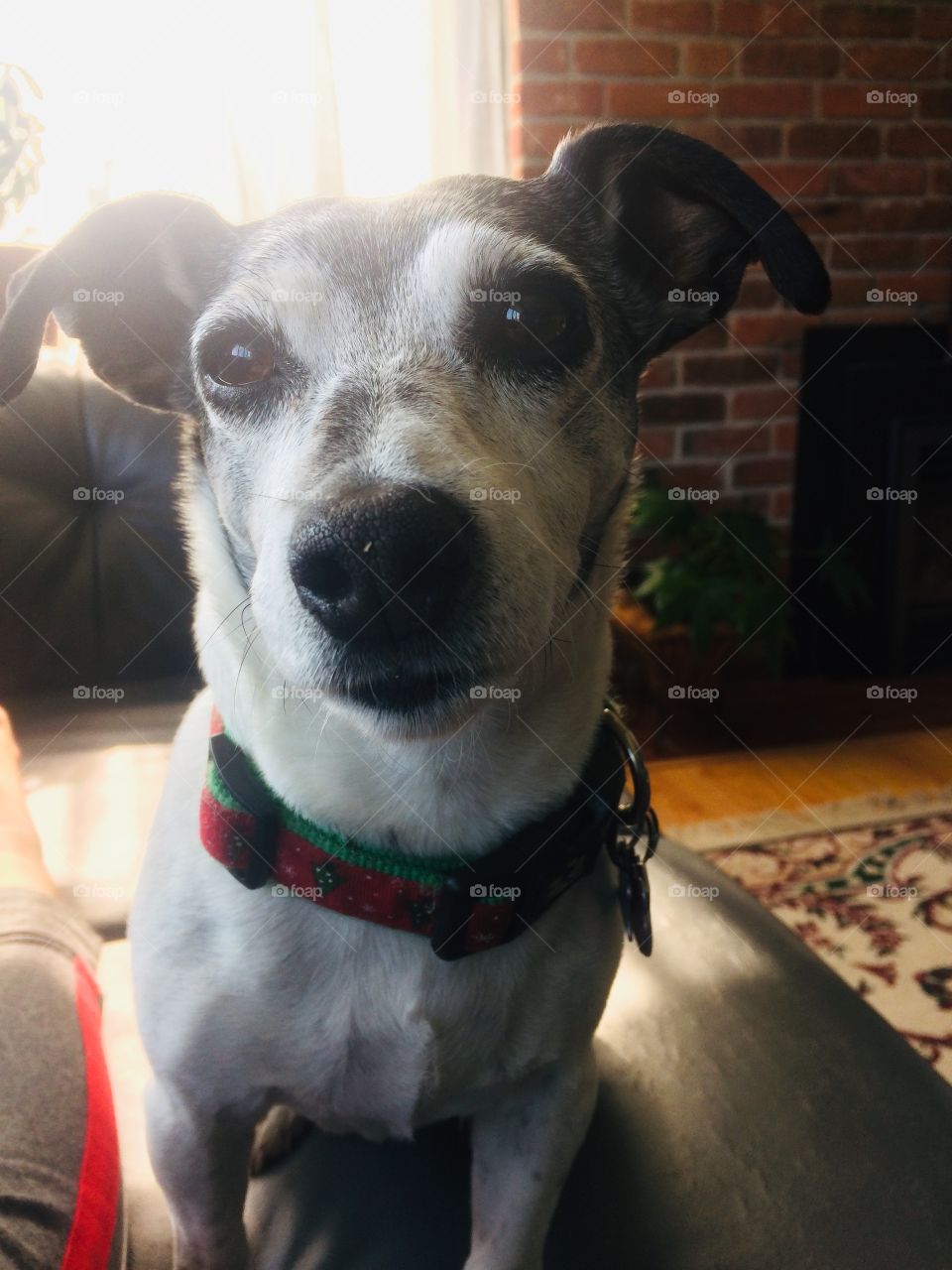 Sharing is caring, my dog shares a couch with me.