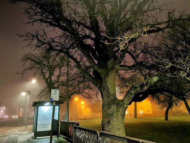 Foggy morning at the tram stop, big tree, lights
